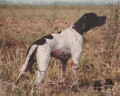 Pedigree CH.INT. MUTINENSIS MORO Pedigree CH.INT. MUTINENSIS MORO